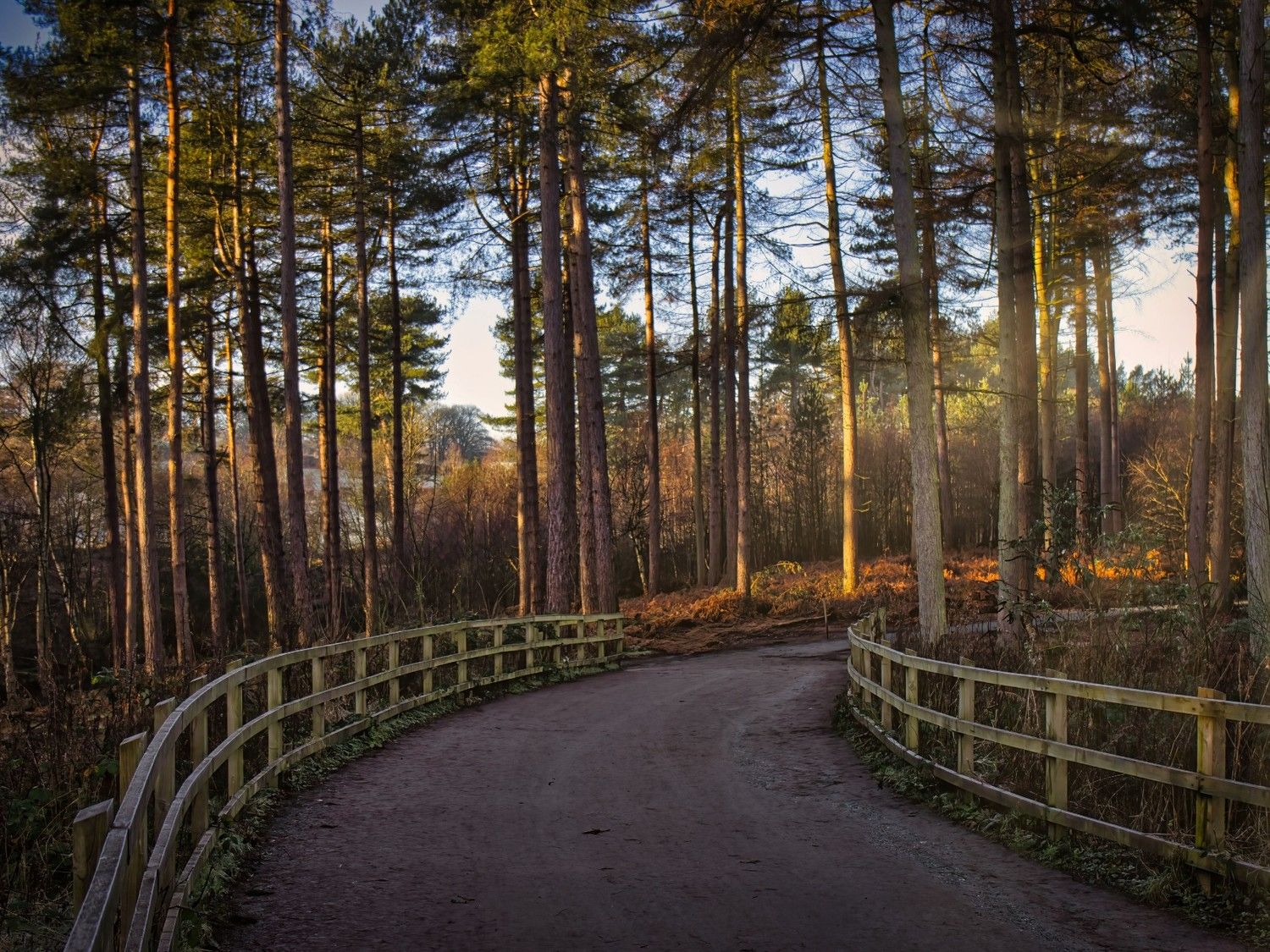 Delamere Forest Path